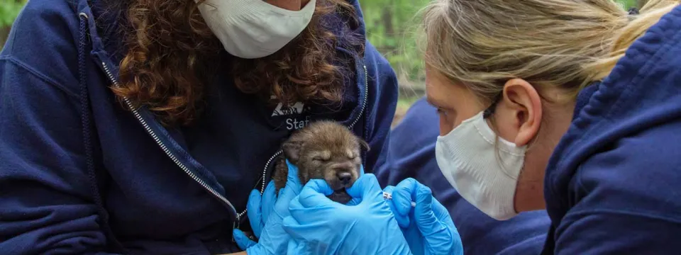 Two women wearing navy staff jackets and white protective face masks are carefully examining a tiny, dark-brown wolf pup. The woman on the right is holding a small, shiny instrument (possibly a syringe) near the pup's face. Both are wearing bright blue protective gloves and are focused intently on the pup, which is held between them. The scene takes place outdoors with a blurry, green background.