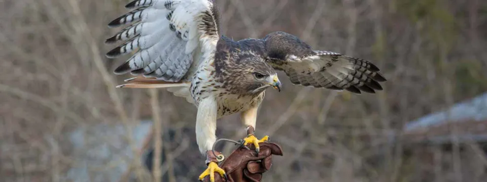 red tail hawk