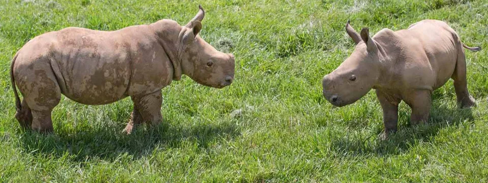 Baby Rhinoceros together at around 6 weeks old on Watani Grassland