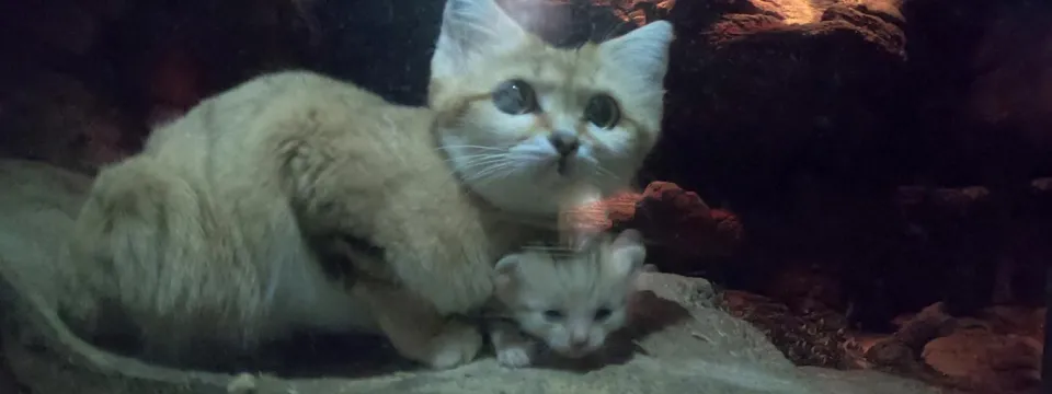 A sand cat with light tan and faint gray-brown striped fur crouches in a sandy enclosure, looking toward the right. Its large, pointed ears are visible, and its tail has dark rings. A tiny newborn kitten lays cuddled beneath its body. The background is composed of sand, logs, and dark rocks.