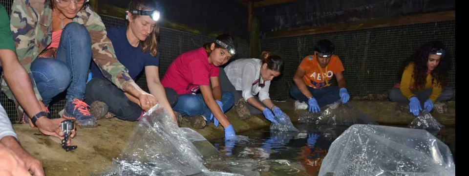 A low-light view inside a netted outdoor enclosure shows six individuals, likely students or researchers, bent over a pool of water. Each person is wearing a headlamp and surgical gloves and is carefully releasing small fish or aquatic animals from clear plastic bags into the water.