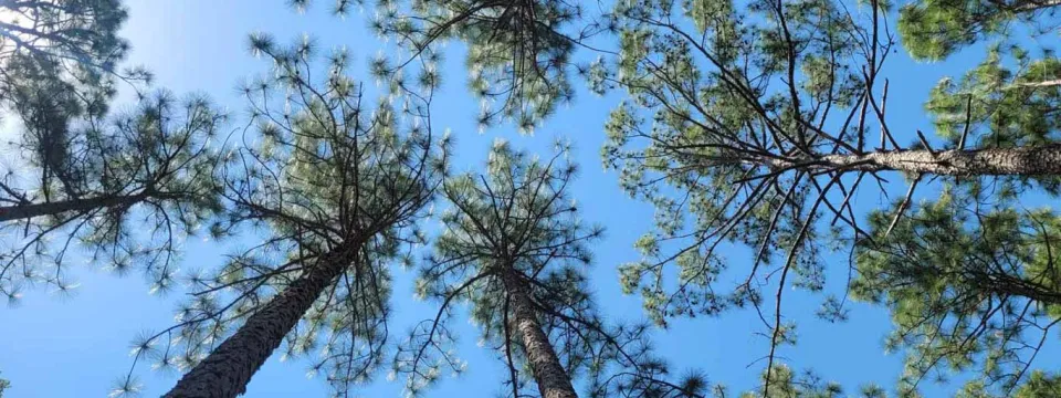 Tree top view