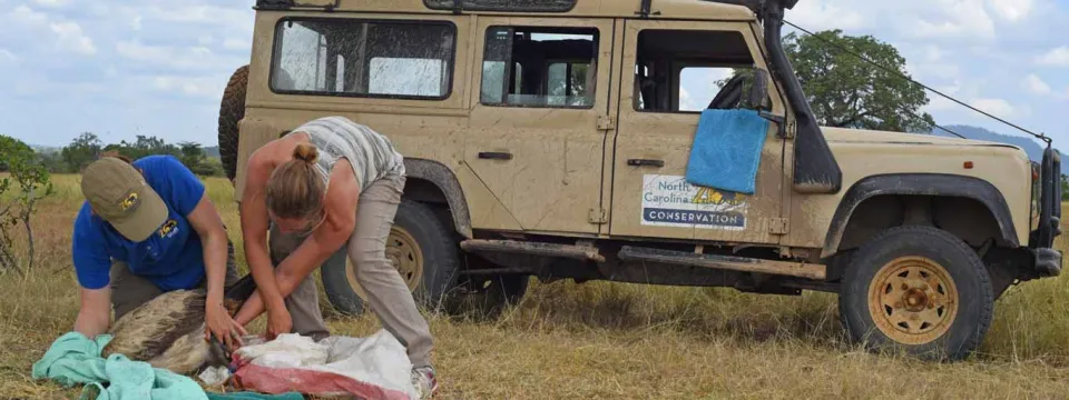 Holding a vulture for tagging