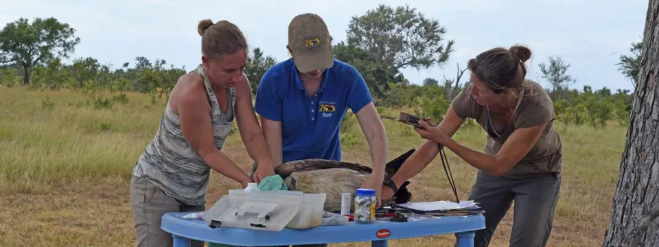 Vulture tagging preparations