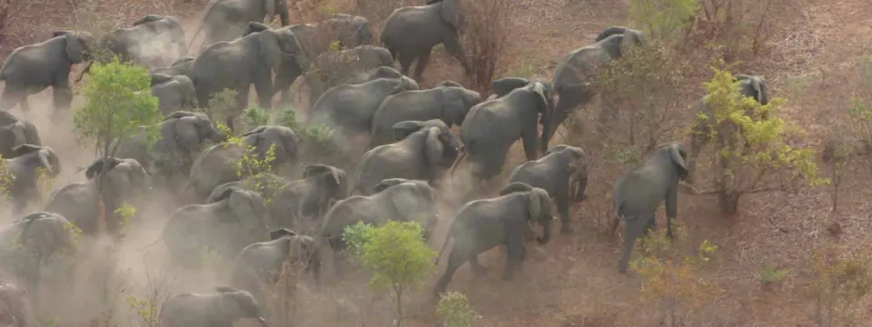 Elephants in Nigeria