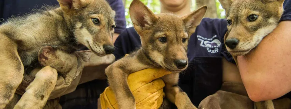 Red wolf pups