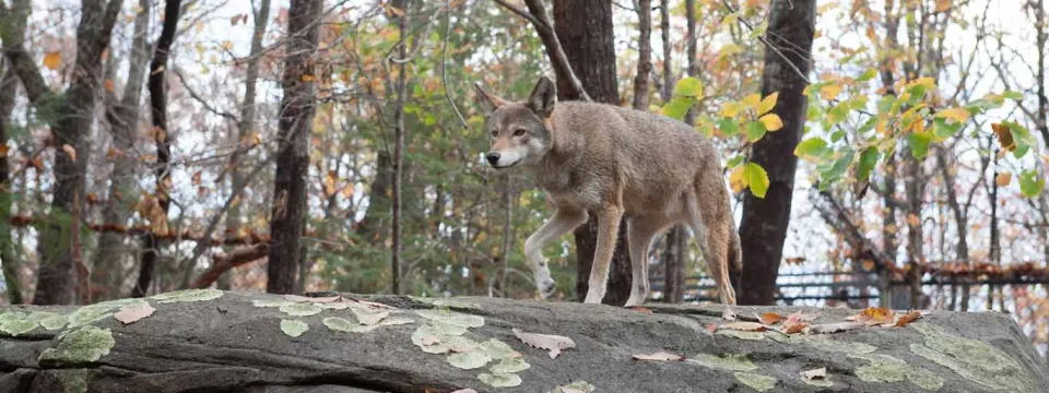 Red wolf