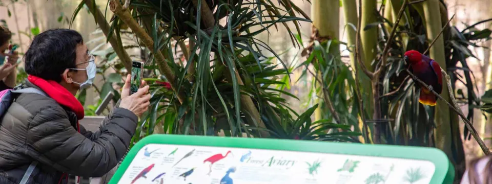 Guests visiting the Aviary Eclectus Parrot in winter wearing face covering masks