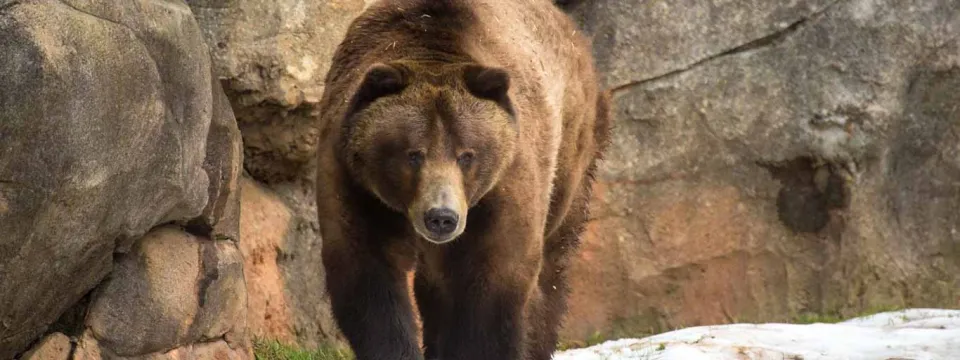 Winter Grizzly Bear