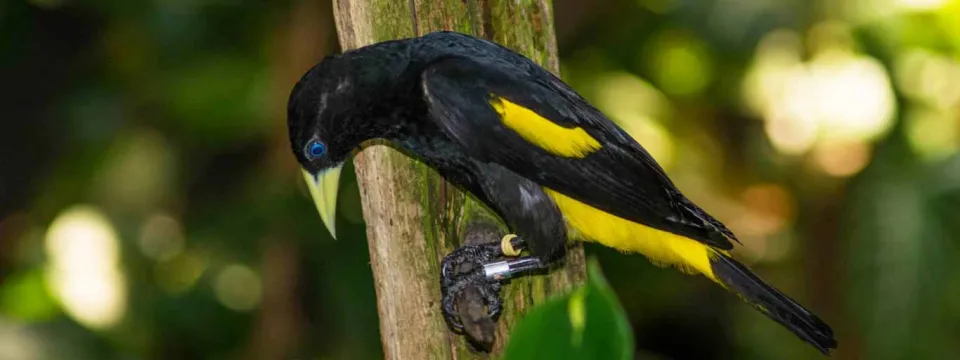 Yellow rumped caciques