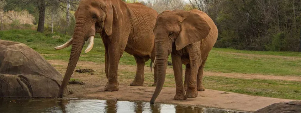 Two Elephants stand together with their trunks dipping into a small pond with large rocks on its shoreline. A grassy field and a line of trees are visible in the background.