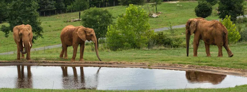 Three elephants on the plains