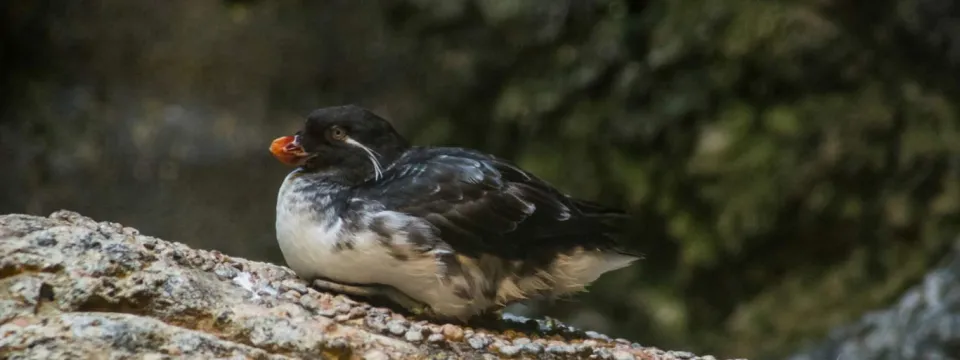 Auklet