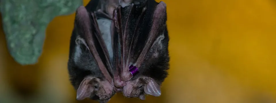 A close-up of a small bat, hanging upside down and sleeping, with its wings folded tightly around its body. The bat is dark brown or black, and there is a small purple dot visible on its chest, likely an identifying marker or paint dot. The background is a highly blurred mix of bright yellow/orange and green.