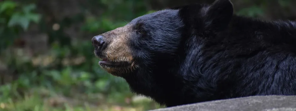 A Black Bear with her tongue sticking out, looking to the left in what appears to be a forest, given the trees in the background.