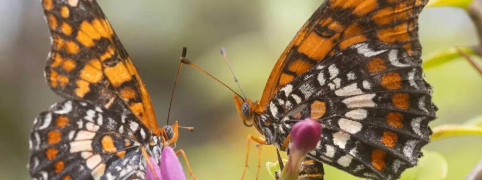 Harlequin Butterflies