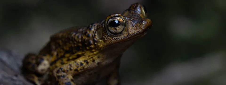 caribbean conservation puerto rican crested toad