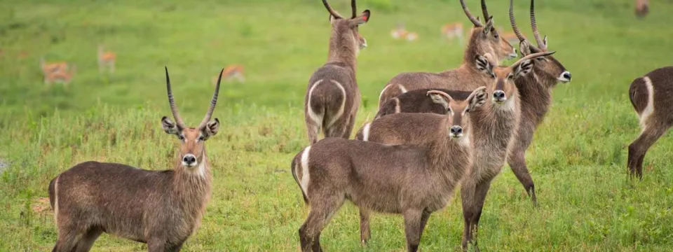 Herd of common waterbuck standing at attention in a green, grassy field.