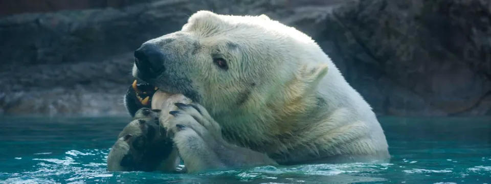 A large polar bear is in a body of turquoise-colored water, holding a dark object between its paws and biting it. Only the bear's head and a small portion of its body are visible above the surface. Its eyes are focused on the object.