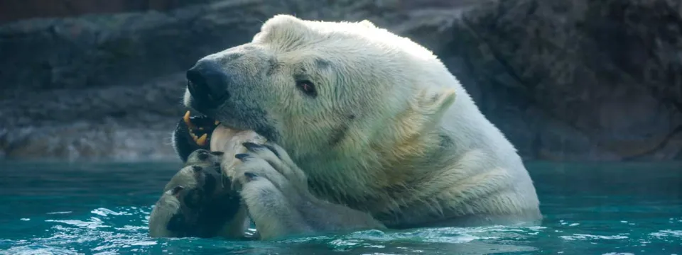 Polar bear keeper eating