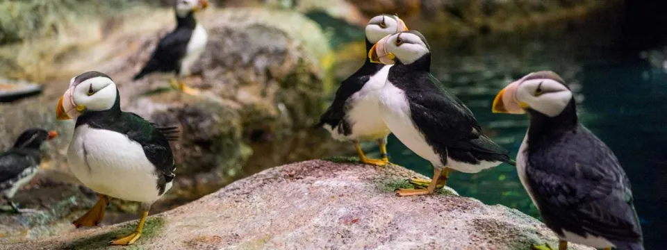 Horned puffin on rock