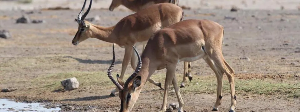 Three, small brown Impalas with long horns that curve up and outward stand together on a dry, rocky savanna next to a pond. The one in the foreground is leaning down, drinking while the other two seem to stand guard in the background.