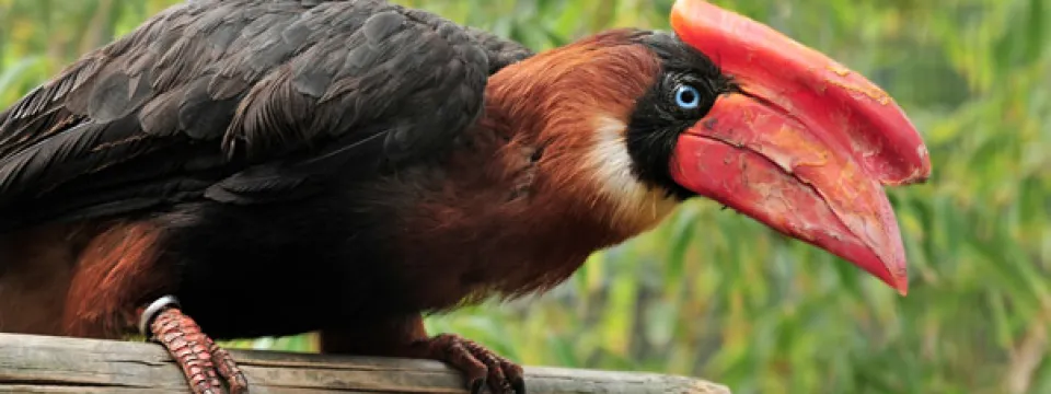 rufous hornbill