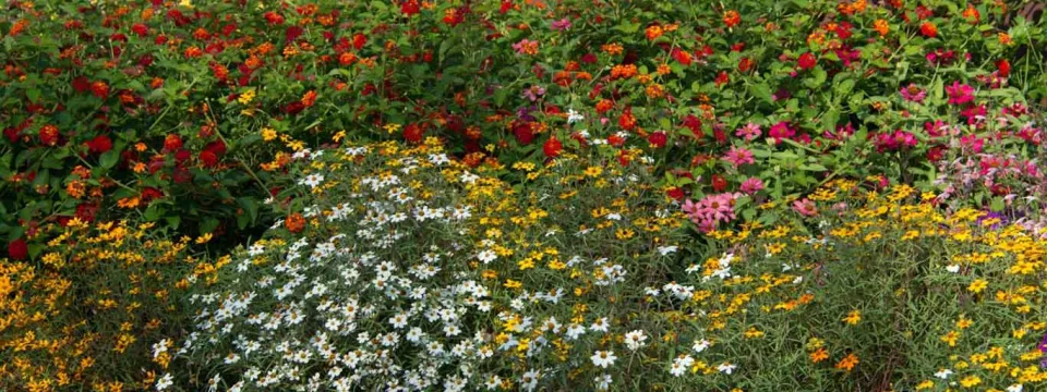 kidzone monarch waystation flowers