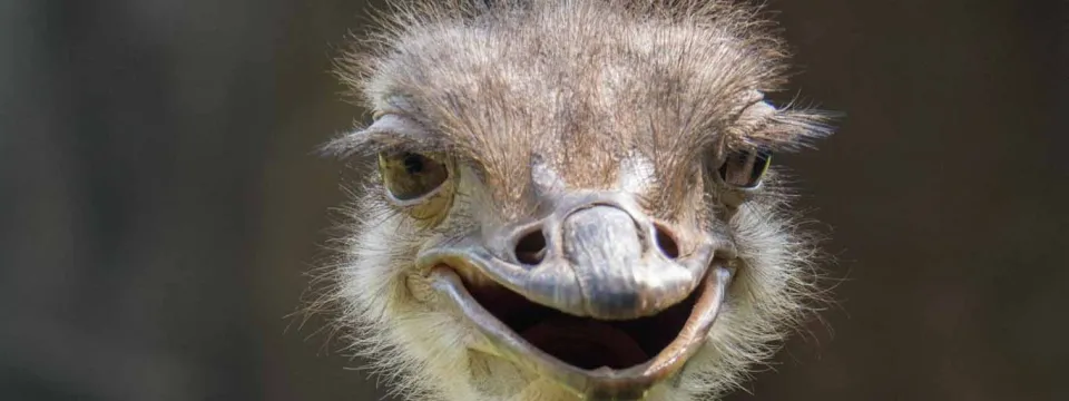 Ostrich