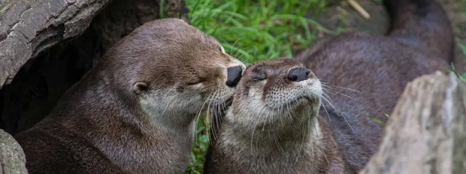 A tender moment between two brown otters: the one on the right is basking with its head tilted up, while the one on the left leans in for a gentle touch or kiss, showcasing their affectionate behavior.