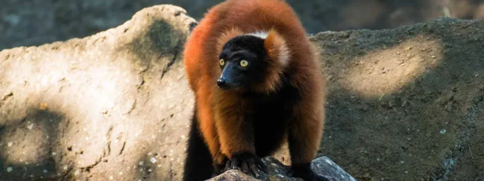 Red ruffed lemur on rock