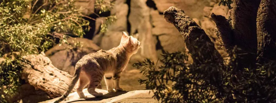 Sand cat in the nocturnal desert