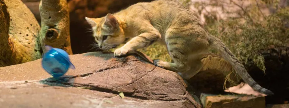 A small, tan, striped Sand Cat is perched on a light brown rock, leaning forward with focused attention. It is observing a bright blue, transparent plastic ball toy that is rolling on the ground in front of it. The cat's tail is stretched out behind it, and the environment appears to be an indoor exhibit with rocks and muted lighting.