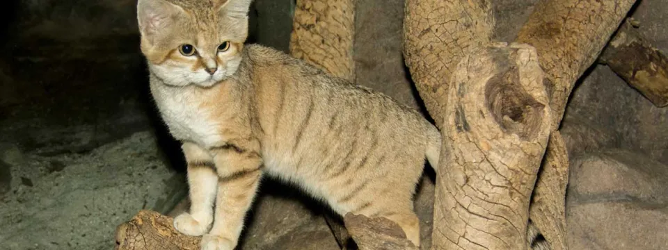 A small, sandy-colored cat with faint dark stripes and a white chest stands on a thick, dark tree branch in an enclosure, looking slightly to the side. Its large ears and wide face are characteristic of a Sand Cat.