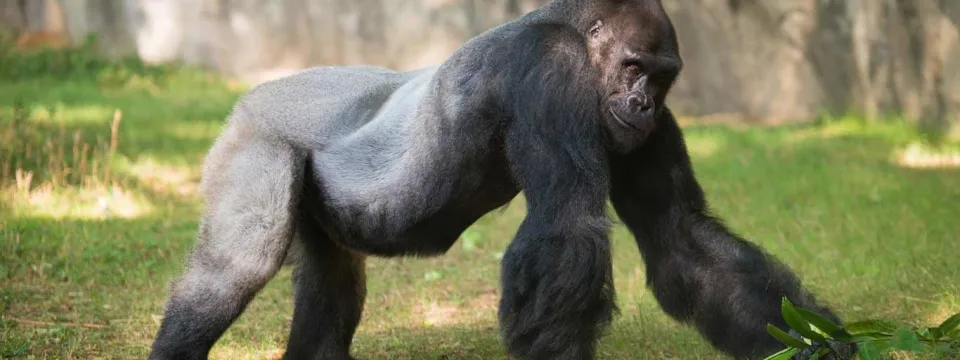 Western lowland gorilla