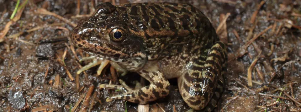 Head starting Gopher frog