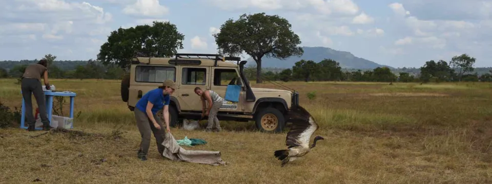 Vulture release