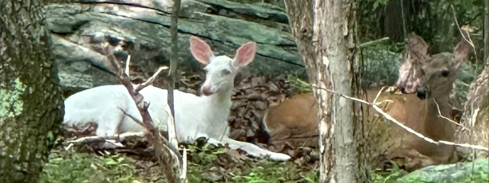 Closeup of a white deer and a brown deer laying side by side in front of a large log in the woods at the North Carolina Zoo