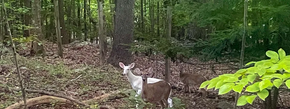 White and brown deer in wooded area at North Carolina Zoo