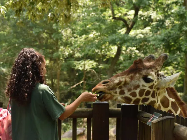 Woman feeding a giraffe at the observation deck