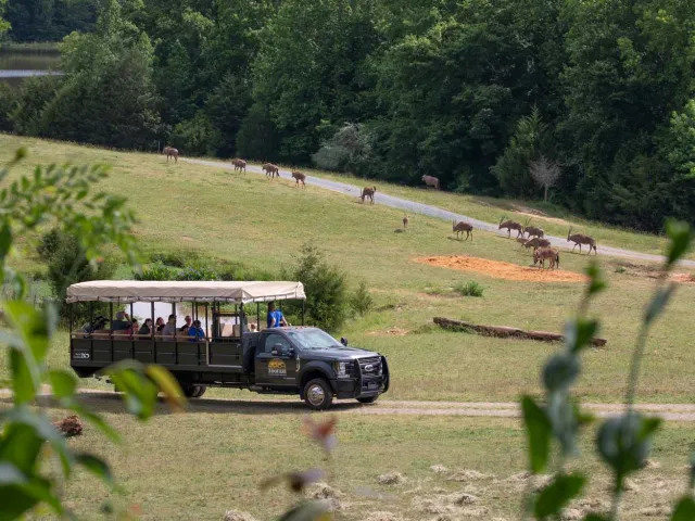 Zoofari truck going through the Watani Grasslands habitat