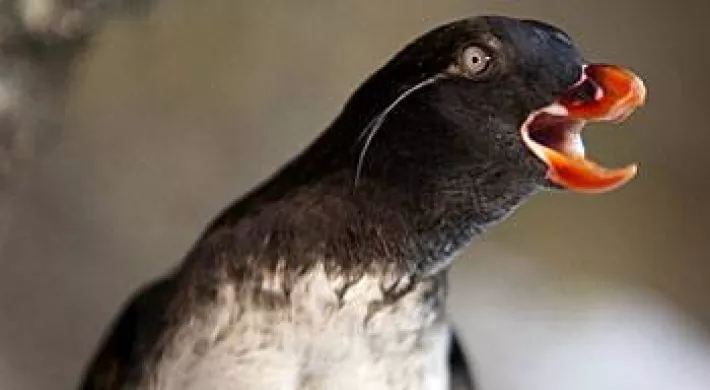 A black and white seabird with its bright orange beak open and its neck craned to the right.