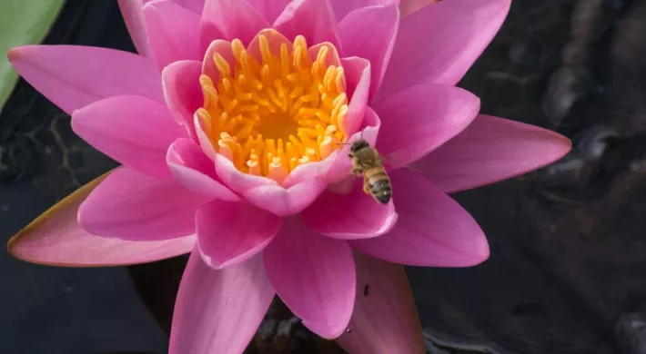A black and yellow Honey bee flying next to the petals of a large pink flower with bright yellow center.