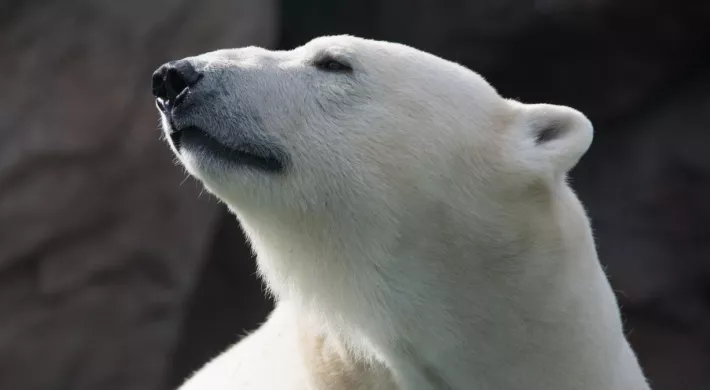 A profile view of a white, fluffy Polar bear with rounded ears. Their black nose and eyes are angled upward.