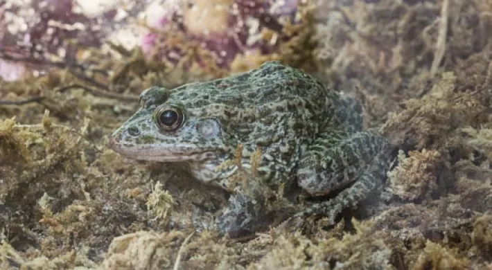 A side view of a small, mottled green Carolina gopher frog blending in with a mossy background.