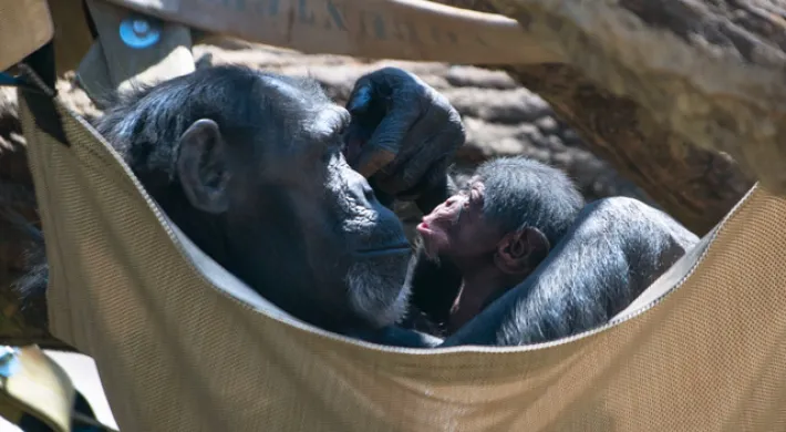 Gerre, a medium- sized Chimpanzee and her baby boy Chimp lounge together, sitting face to face in a tan cloth hammock. The hammock is hanging from a couple of thick tree branches.