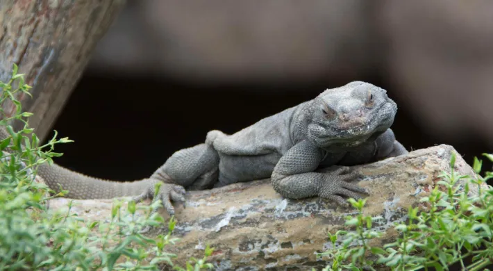 Desert Chuckwalla Lizard, a large, grey lizard with wrinkled skin, rests on a light-colored rock surrounded by small green plants.