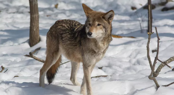 A Red Wolf with a mix of brown and gray, fur stands in a snowy landscape, looking alertly to its right. The animal has pointed ears and a bushy tail, and sparse trees and branches are visible in the background.