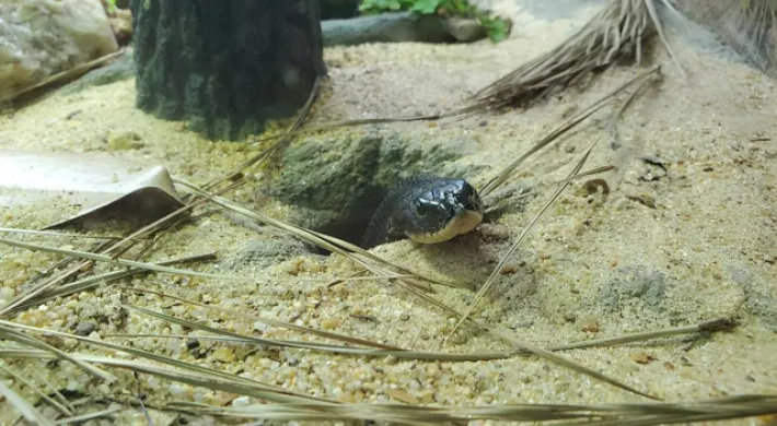 An Eastern Hognose named Ziggy peeks his small black head out of his burrow. The ground is sandy and littered with leaves and pine needles and the burrow is next to what appears to be a small tree trunk.