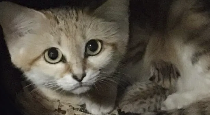 Sand Cat Kitten with Mother